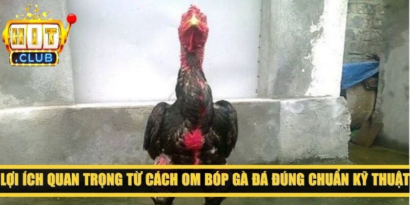 Lợi ích quan trọng từ cách om bóp gà đá đúng chuẩn kỹ thuật