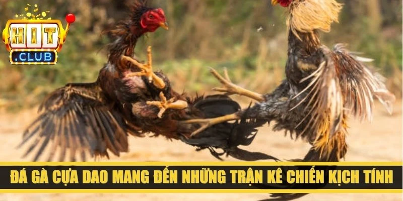 Đá gà cựa dao mang đến những trận kê chiến kịch tính, mãn nhãn