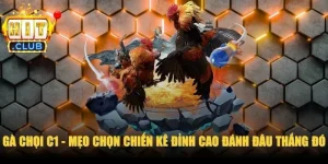 Gà Chọi C1
