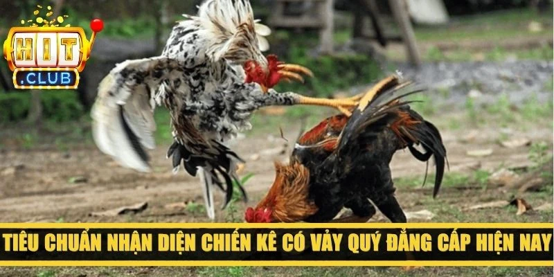Tiêu chuẩn nhận diện chiến kê có vảy quý đẳng cấp hiện nay