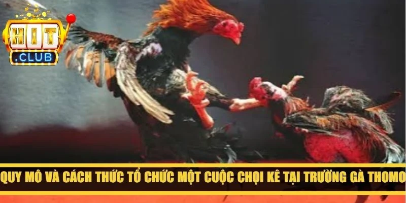 Quy mô và cách thức tổ chức một cuộc chọi kê tại  trường gà Thomo